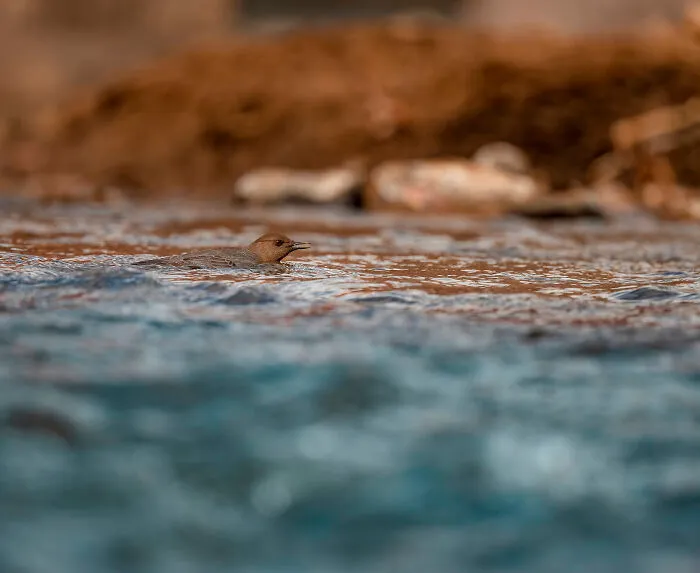 Once In A While, Dippers Decide To Swim Around A Bit Instead Of Perching