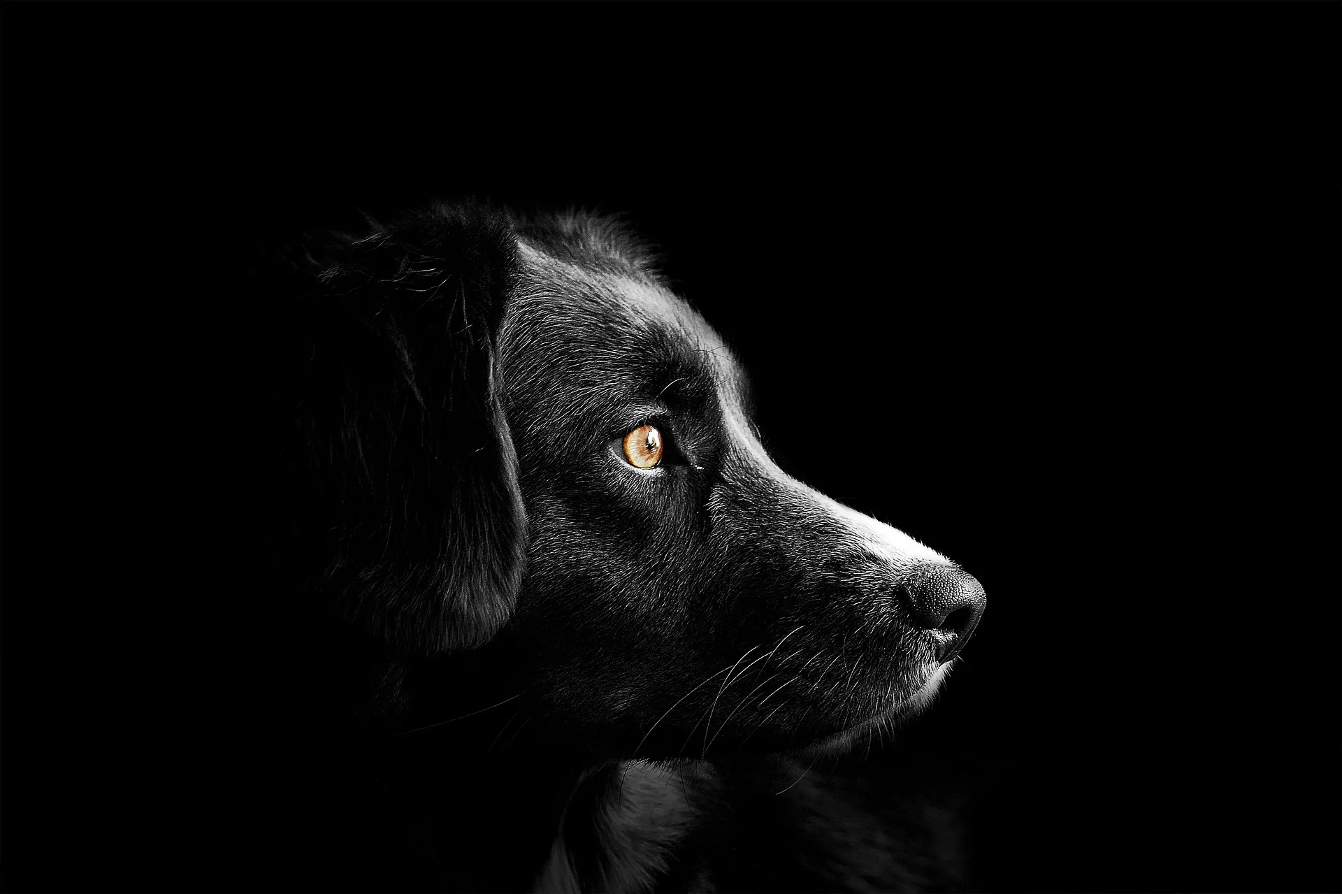Dogs - Man's Best Friends