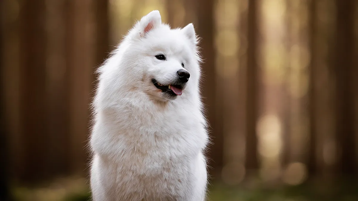 15 Dog Pictures I’ve Captured During Golden Hour
