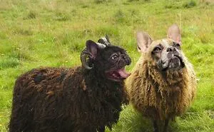 Members Of Online Group Create The Stupidest Animal Hybrids They Can Think Of (40 Pics)