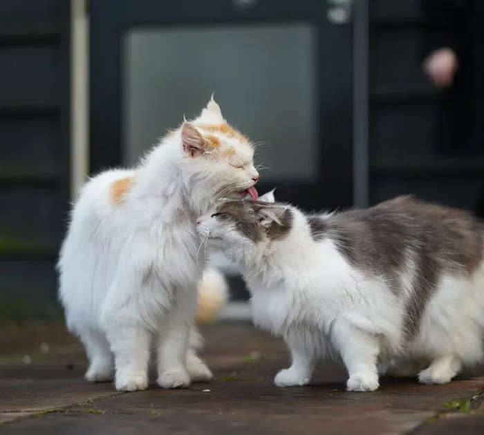La cuñada mimada y prepotente lleva a sus gatos a la perrera y permite que les apliquen la eutanasia