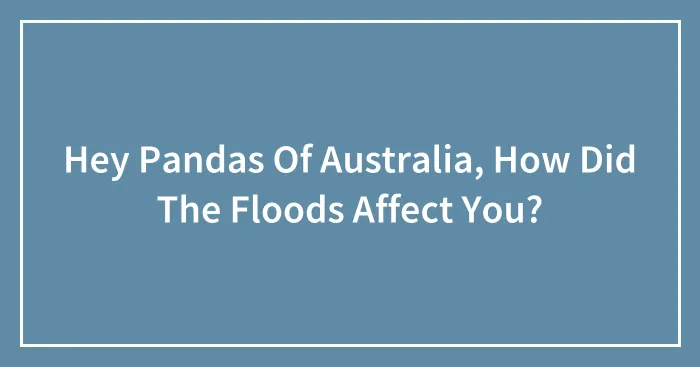 Hey Pandas Of Australia, How Did The Floods Affect You?
