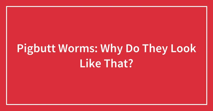 Pigbutt Worms: Why Do They Look Like That?