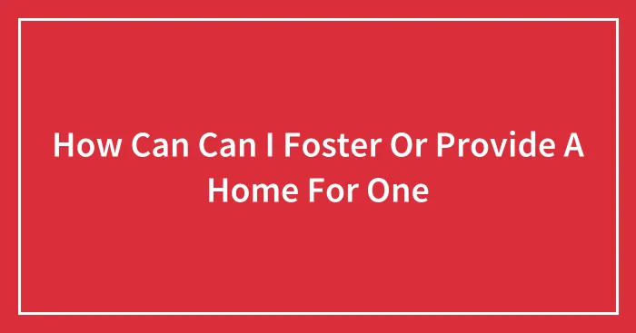 How Can Can I Foster Or Provide A Home For One