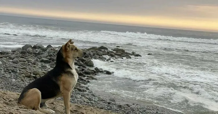 Dog Looks Out To Sea Every Day, Waiting For Owner Who Died