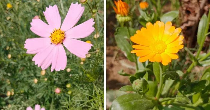 18 Pics Taken From My Home Garden To Support Gardening And Its Positive Effects On Health