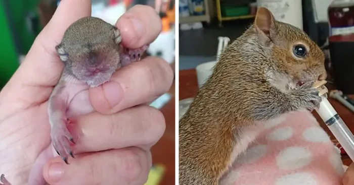 Jill Horstmann Dedicated Her Life To The Causes Of Squirrels