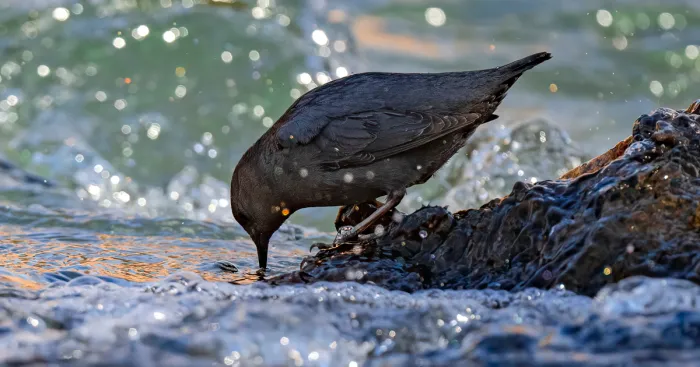 American Dippers: A Personable Little Bird You Must Know About (8 Pics)