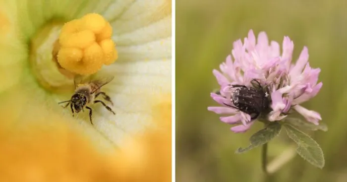 I Captured The Secret World In My Garden (17 Pics)