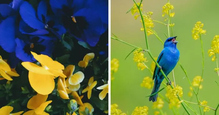 Hey Pandas, Post Pictures With Blue And Yellow In Them Out Of Solidarity With Ukraine (Closed)