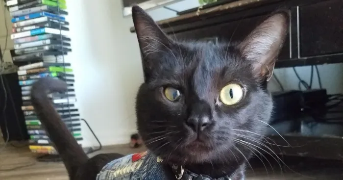 Tarantula Squid Is America's Number One Kitty (4 Pics)