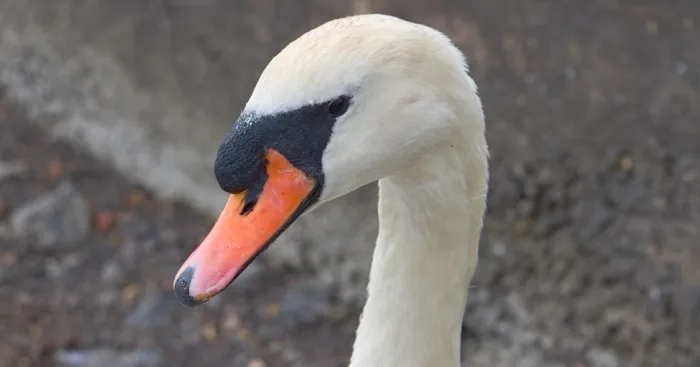 I Took Photos Of The Queen's Swans