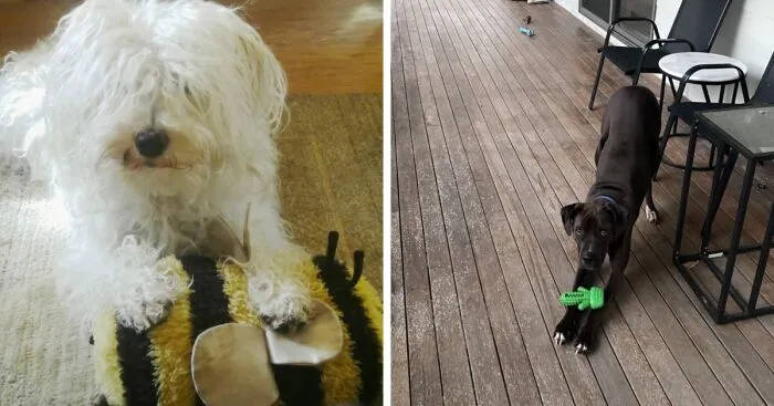 Hey Pandas, Post A Picture Of Your Pet With Their Favorite Toy