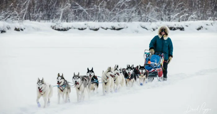 Cute Pictures Of This Year's Iditarod (15 Pics)