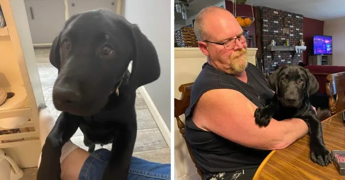 Finn The Wonder Puppy (8  Pics)
