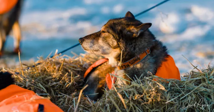 Here Are Some Photos Showing Happy Doggos And Mushers At This Year's Iditarod (12 Pics)