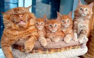 50 Of The Cutest Animal Parenting Moments Ever (New Pics)