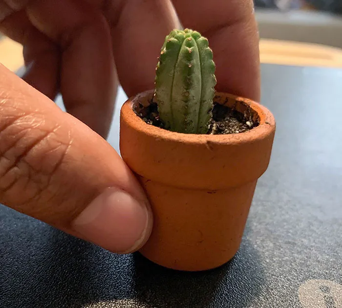 Mi esposo dijo que no puedo comprar más plantas porque ya no tenemos espacio. Jaque mate