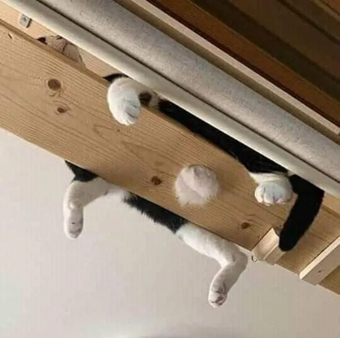 This Instagram Account Shares Animal Pictures That Are Impossible To Explain, Here Are 50 Of The Funniest