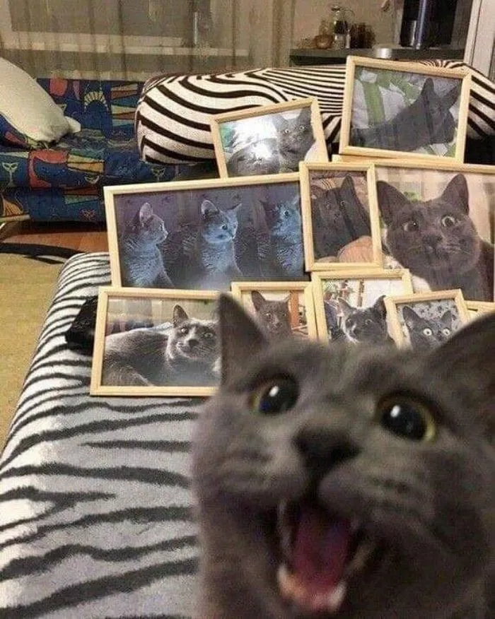 50 Divertidas fotos de animales que son imposibles de explicar, compartidas en esta cuenta de Instagram
