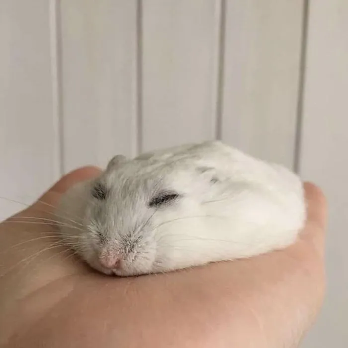 50 Divertidas fotos de animales que son imposibles de explicar, compartidas en esta cuenta de Instagram