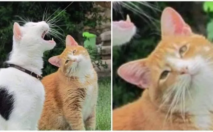 50 Divertidas fotos de animales que son imposibles de explicar, compartidas en esta cuenta de Instagram