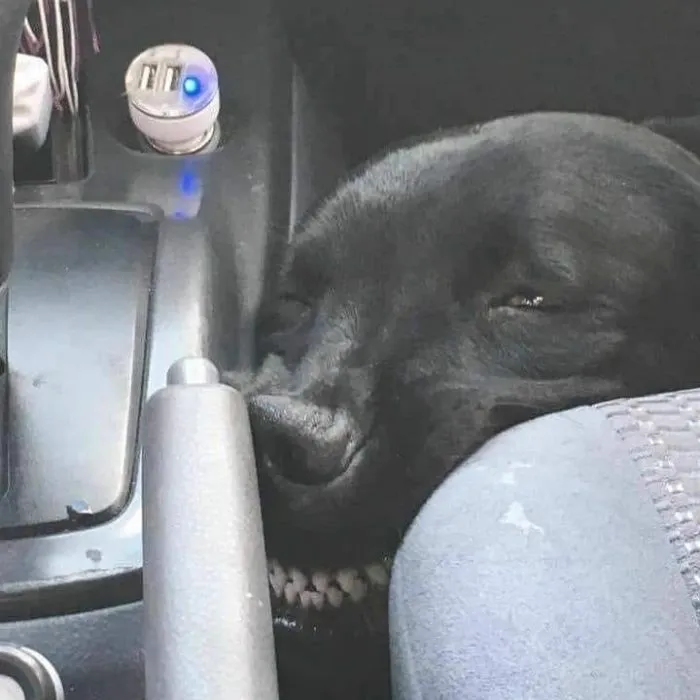 50 Divertidas fotos de animales que son imposibles de explicar, compartidas en esta cuenta de Instagram