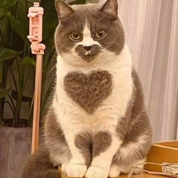 This Instagram Account Shares Animal Pictures That Are Impossible To Explain, Here Are 50 Of The Funniest