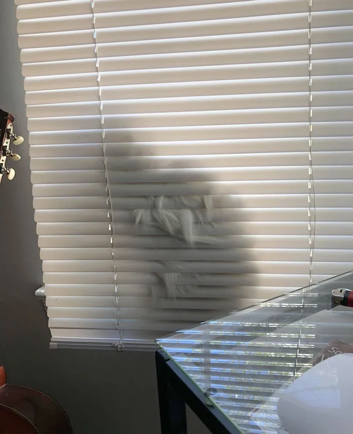 Mi gato blanco intenta esconderse para que no le corte las uñas
