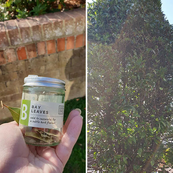 He estado comprando hojas de laurel cuando hay un árbol de laurel frente a mi casa. Llevo viviendo aquí desde hace más de un año