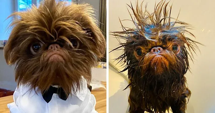Dog Goes Viral For Looking Exactly Like Real-Life Chewbacca From “Star Wars”