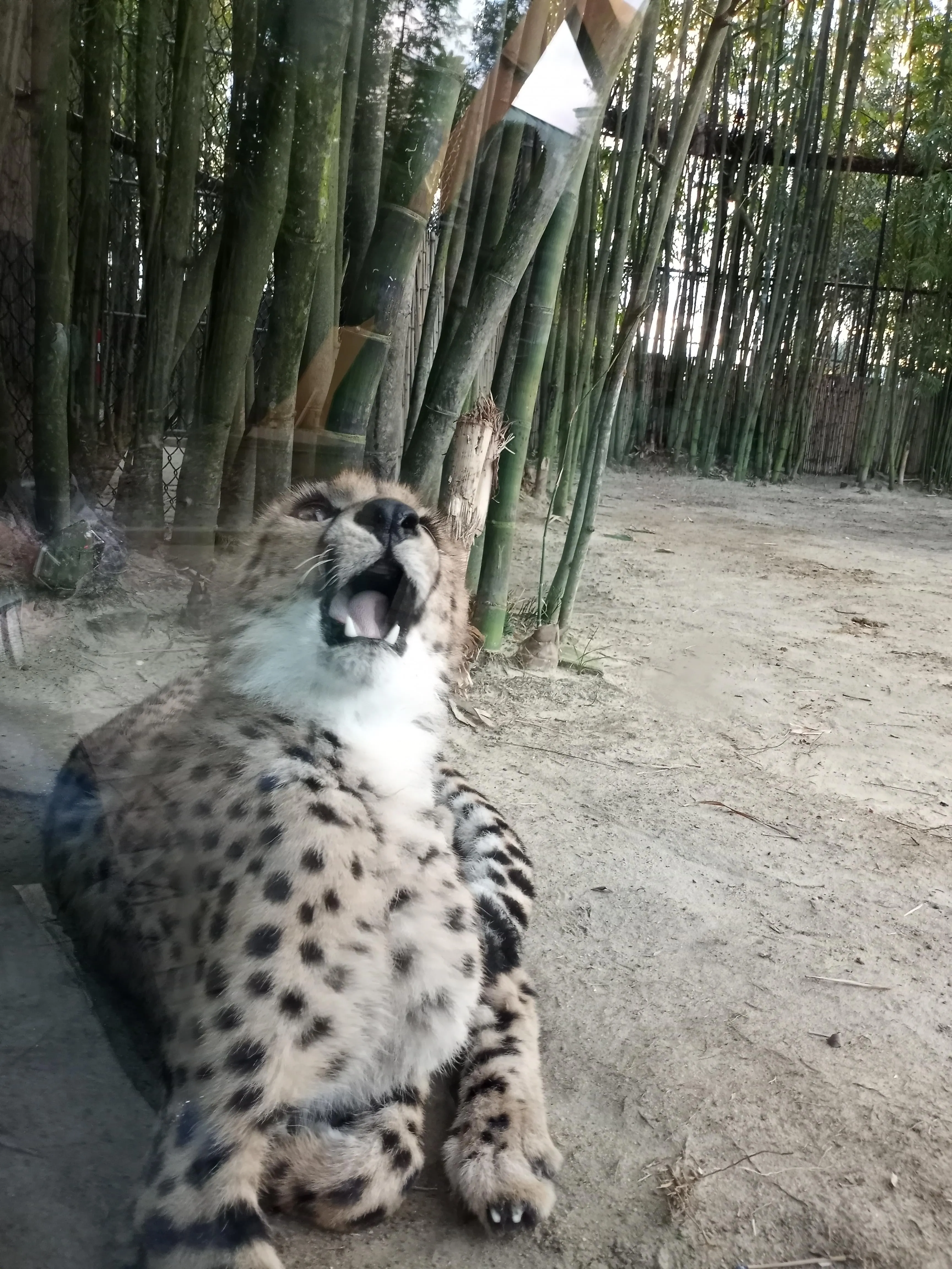 Hey Pandas