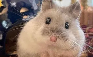 50 Images Of Pets Being Total Derps Shared By Panda Community