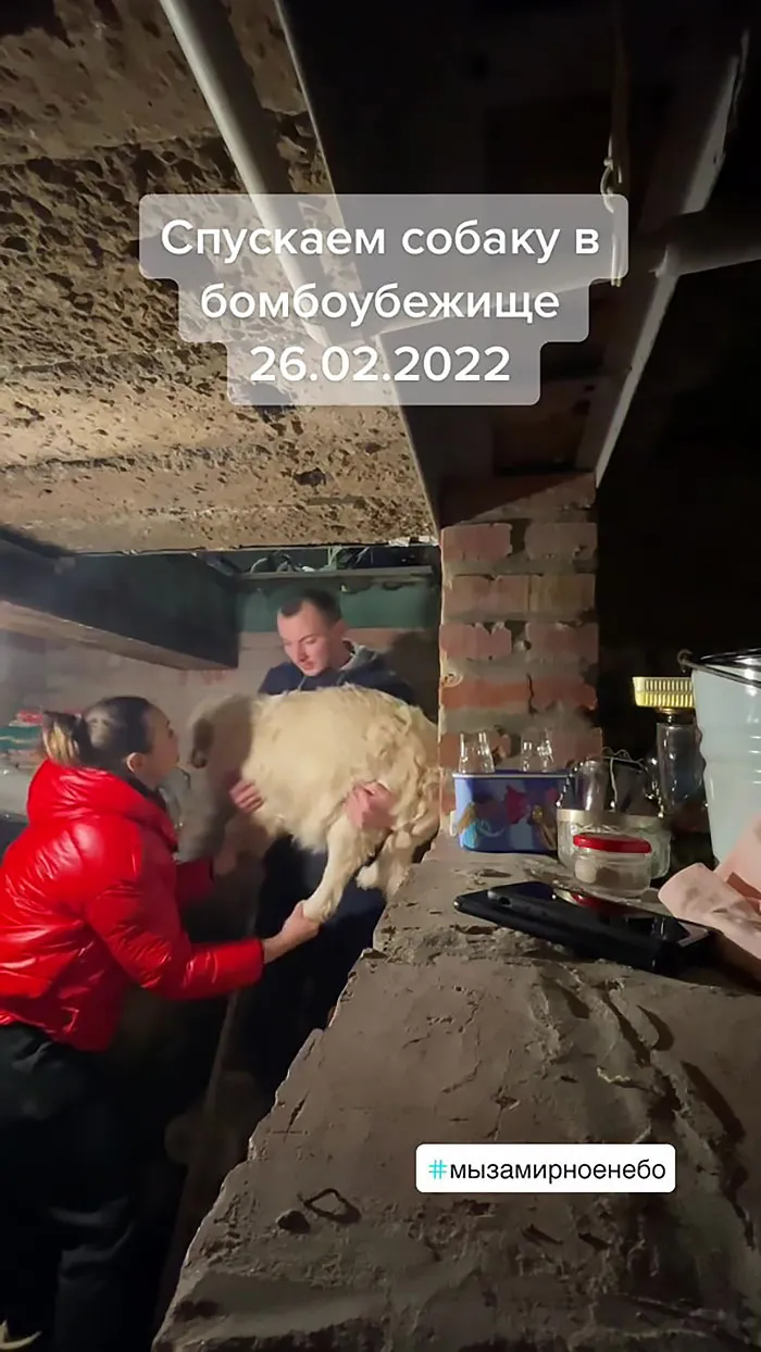 "Bringing The Dog Into The Bomb Shelter, 26/02/2022"