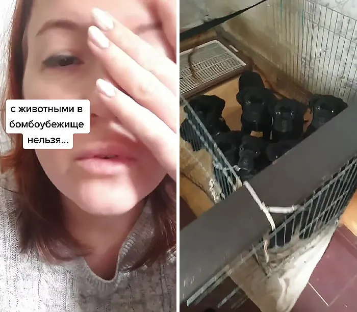 "They Don't Allow Dogs In The Bomb Shelter..."