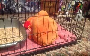 Hey Pandas, Post A Picture Of Your Pet Sleeping (Closed)