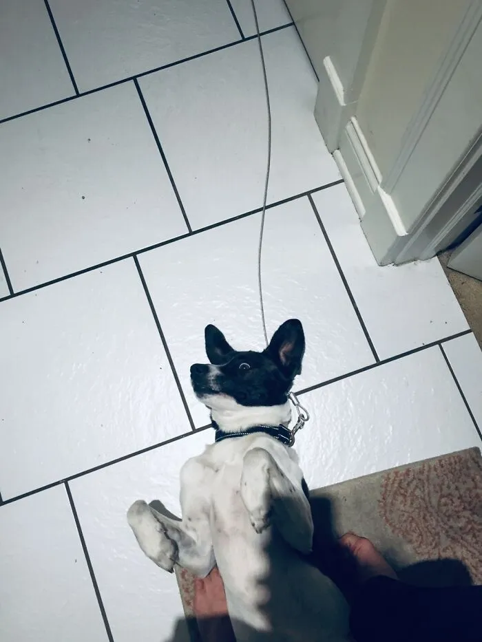 Derp