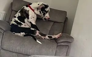 50 Images Of Pets Being Total Derps Shared By Panda Community
