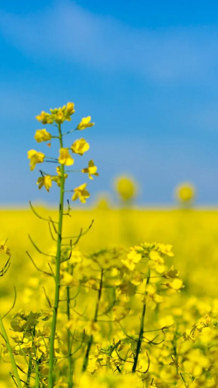 Ukraine Colours