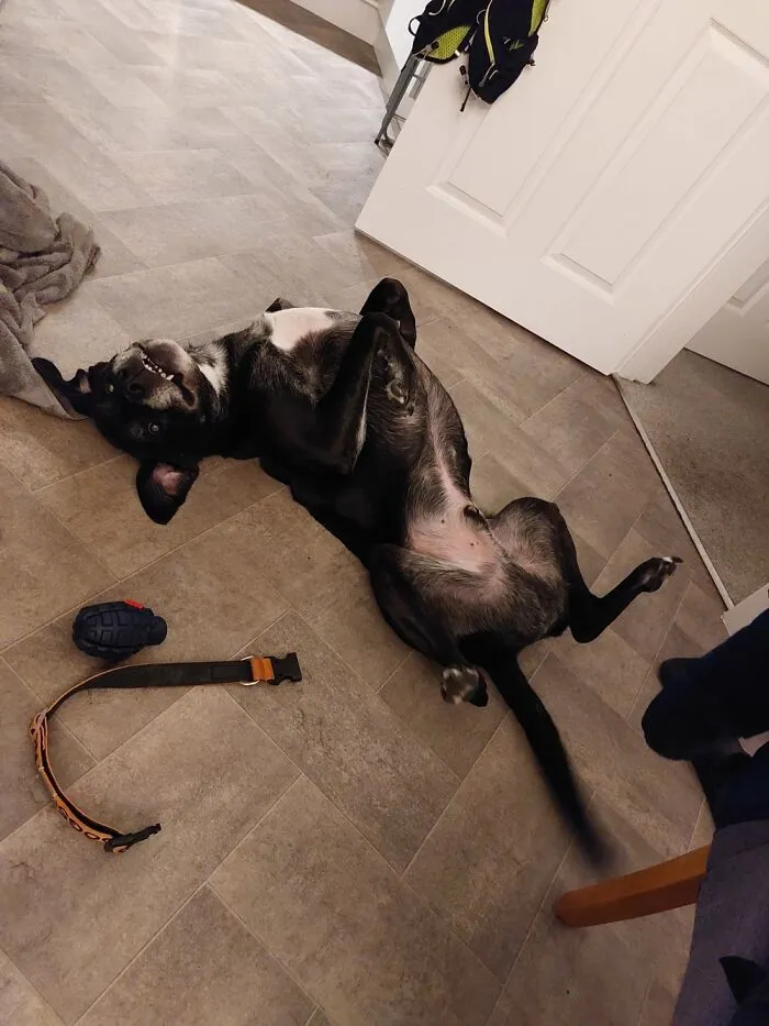 I Is A Good Boy