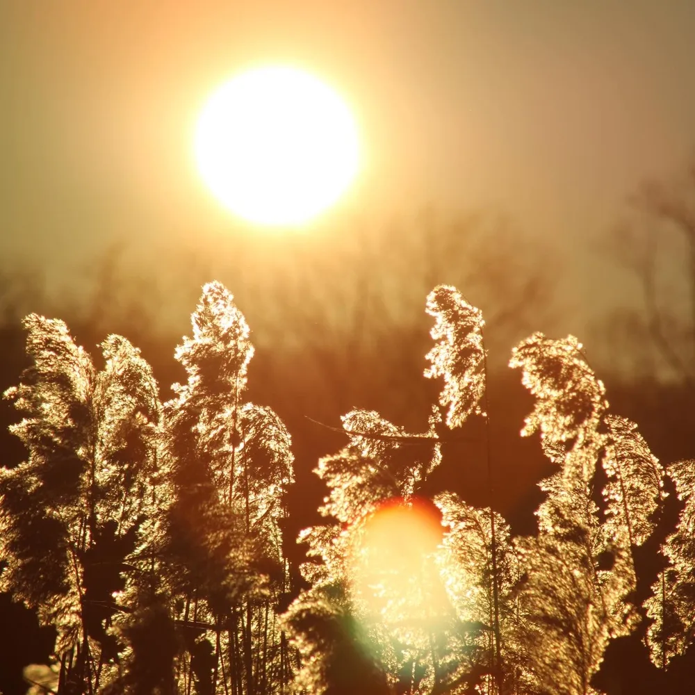 Sun