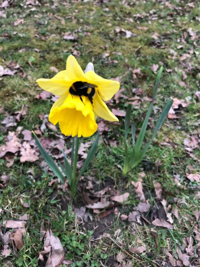 Spring Time Daffs