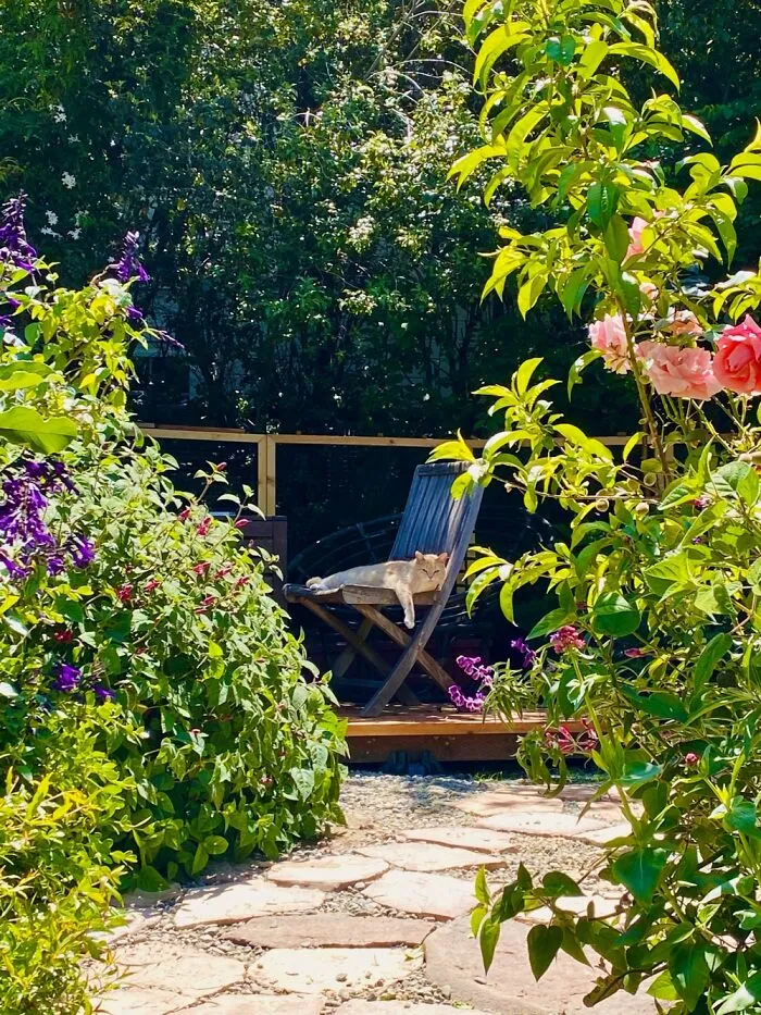 My Garden And Happy Cat (Pandorica Eloise)
