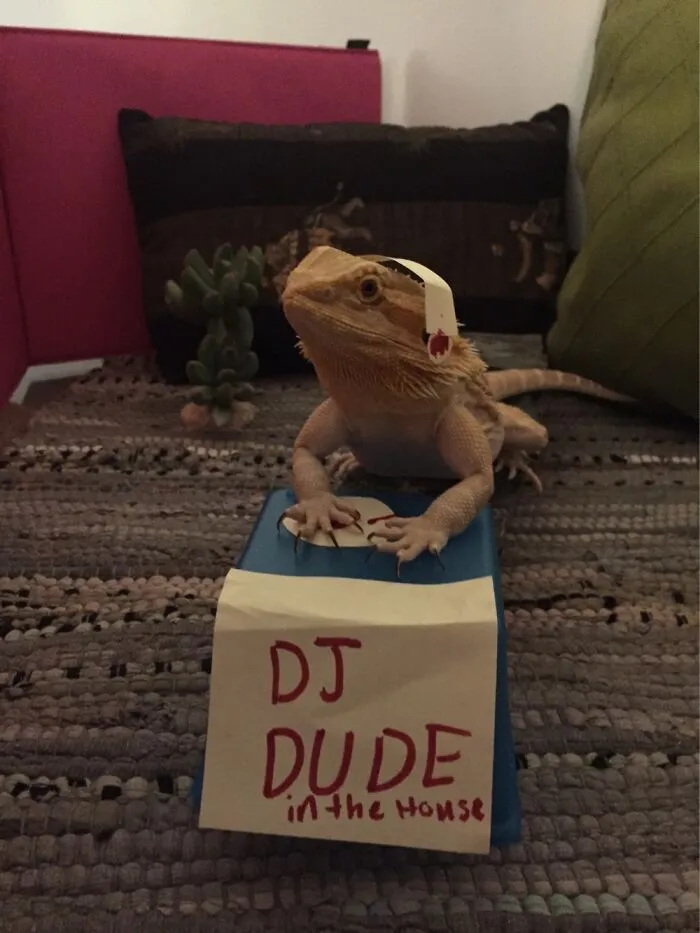 Dude The Bearded Dragon In The House