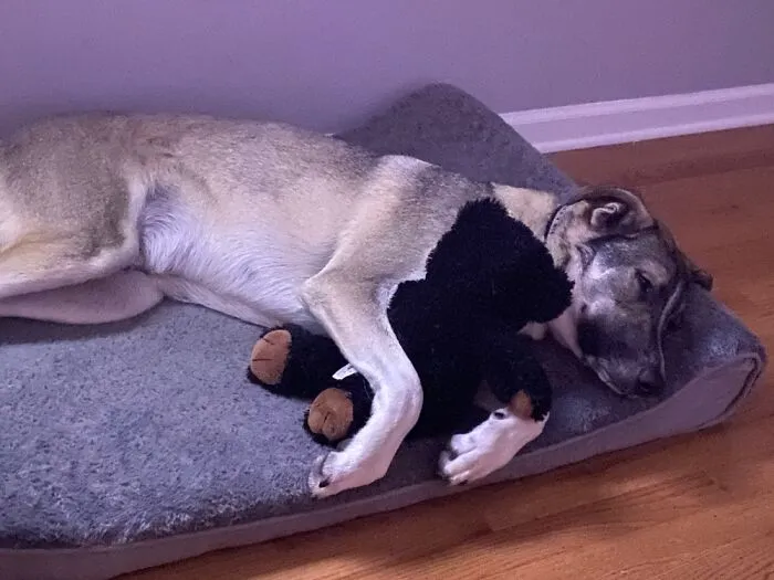 :) Dog