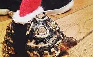 Hey Panda, Post A Picture Of Your Pet In A Hat
