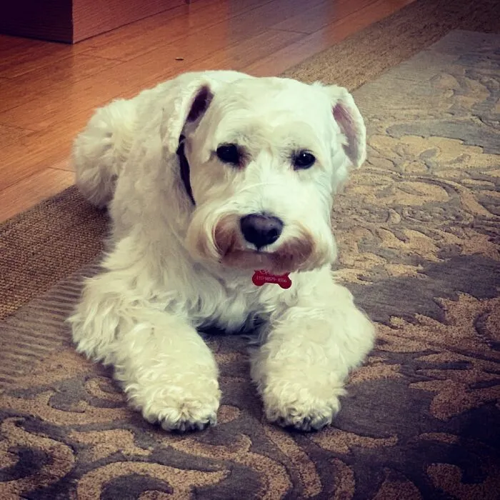 Otto, My Very White Schnauzer