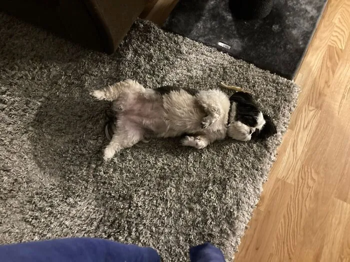 Pet My Tummy