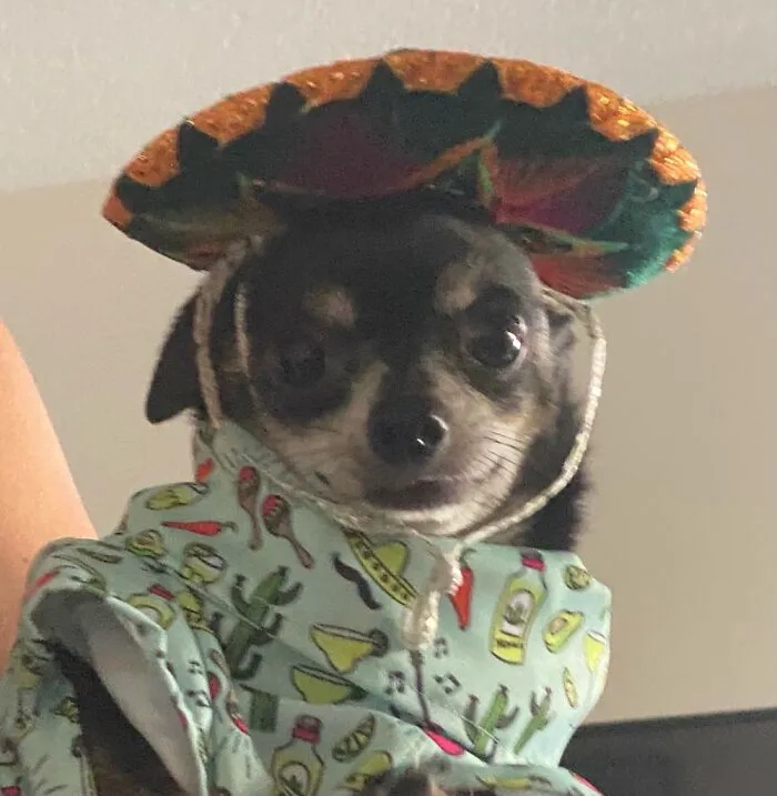 Cinco De Mayo Party