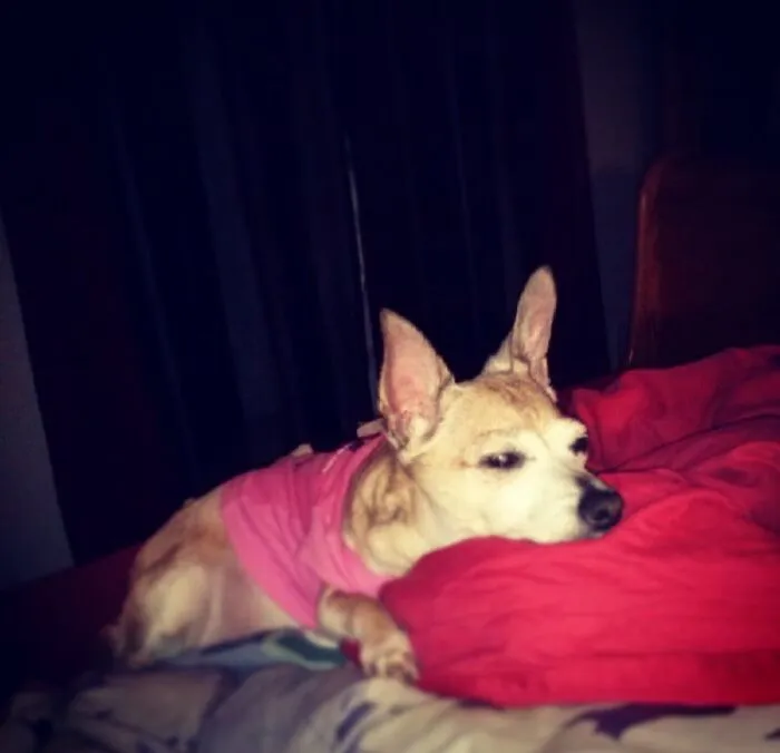 Holly Was A Christmas Present To My Step Father. She Was The Bestest Puppers.